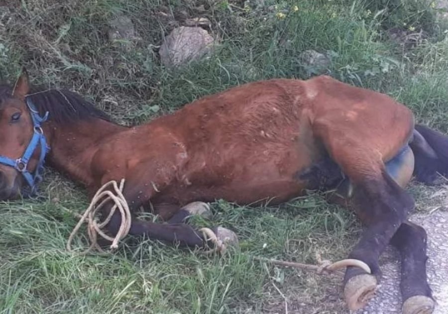 Τζιά: Τουρίστες εντόπισαν άλογο δεμένο και κρεμασμένο σε πλαγιά