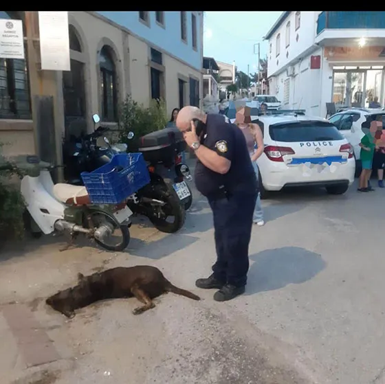 Νεκρά σκυλιά από φόλες βρέθηκαν στα Άβδηρα