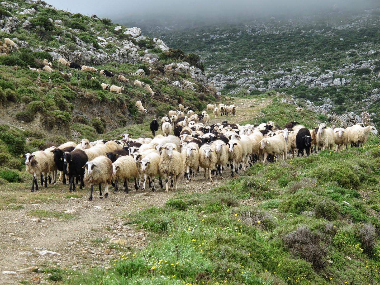 Συνδεδεμένες ενισχύσεις: Άνοιξε ο δρόμος για πληρωμές με το ΦΕΚ-αναλυτικά τα ποσά