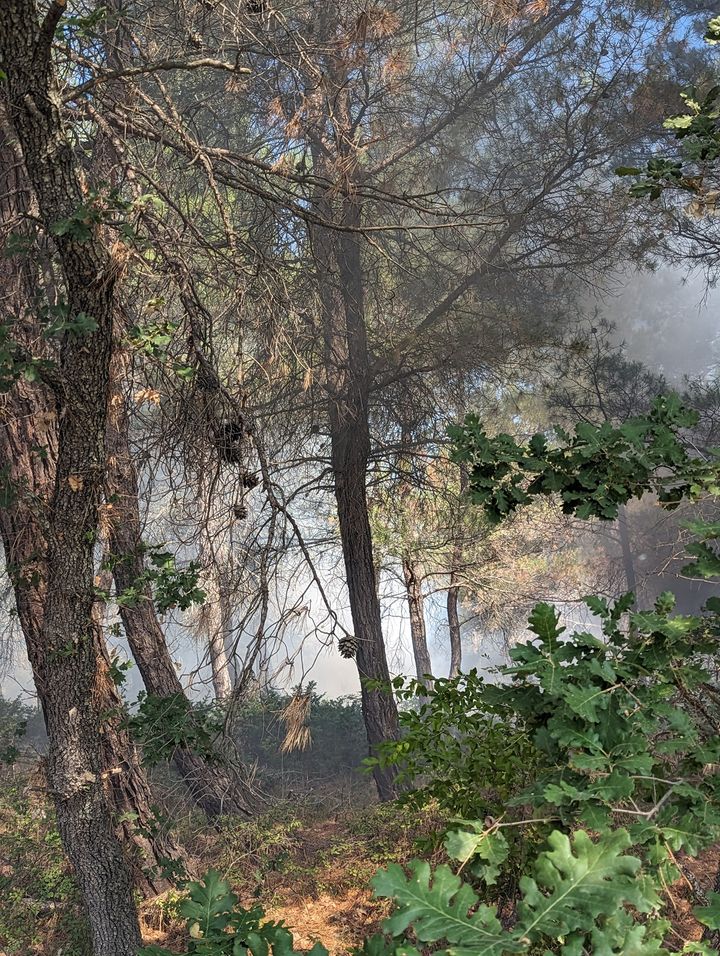 Φωτιά σημειώθηκε το πρωί κοντά στον οικισμό Καρυδιάς Ροδόπης-Περιορίστηκε άμεσα από την Πυροσβεστική