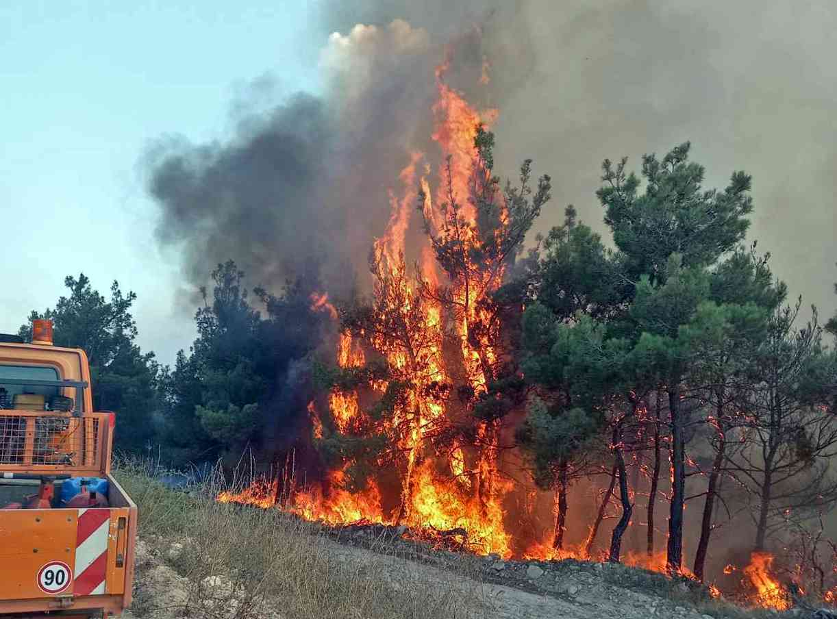 Έβρος-Δαδιά: Πώς η πυρκαγιά επηρεάζει την άγρια πανίδα του Δάσους