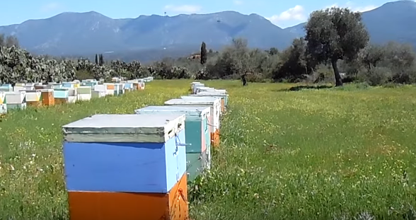 Οι μελισσοκόμοι του Έβρου ζητούν «σχέδιο αναγέννησης» για την αποκατάσταση της μελισσοκομίας