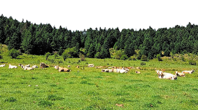 Αποζημίωση έως 4.000 ευρώ σε κτηνοτρόφους με αίτηση στο arogi.gov