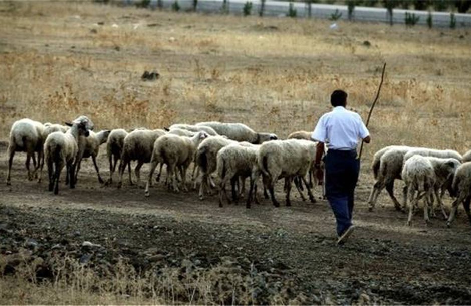 Υπουργείο Αγροτικής Ανάπτυξης & Τροφίμων -Επιδότηση 100% σε κτηνοτρόφους για αγορά ζώων