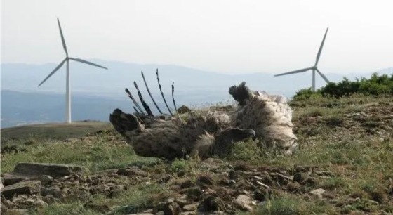 Προστασία του περιβάλλοντος και των οικοσυστημάτων σε Ροδόπη και Έβρο ζητούν με κοινή επιστολή τους 9 περιβαλλοντικές οργανώσεις