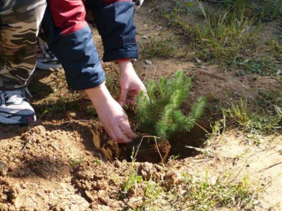 To Γενικό Λύκειο  Χρυσούπολης φύτευσε 12 δένδρα στα πλαίσια της διεθνούς καμπάνιας  3 Billion Trees