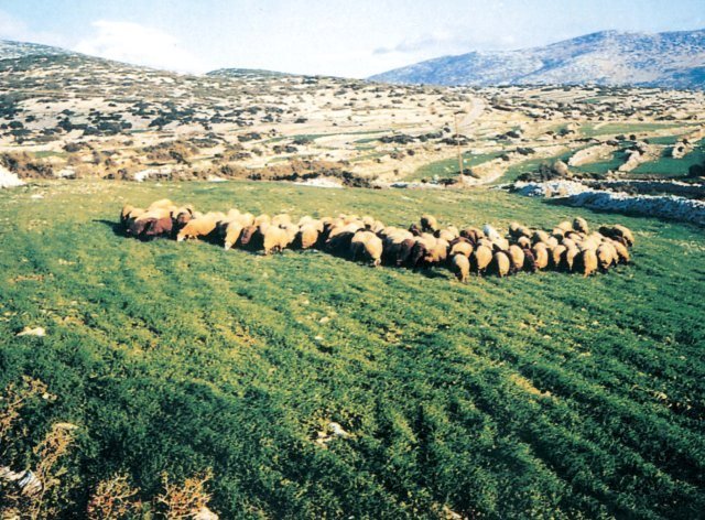 Δήλωση Περιφερειάρχη ΑΜΘ Χριστόδουλου Τοψίδη για αποζημιώσεις κτηνοτρόφων