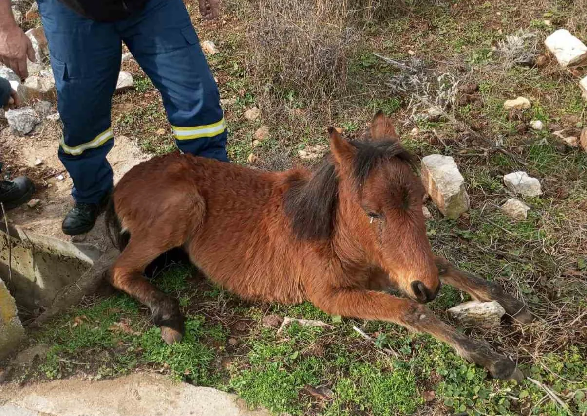 Ξάνθη: Άνδρες της Π.Υ απεγκλώβισαν άλογο από φρεάτιο