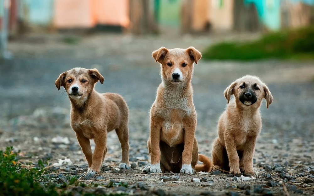 Το Καταφύγιο Αδέσποτων Ζώων Συντροφιάς θα εμβολιάσει αδέσποτους σκύλους στην Αλεξανδρούπολη