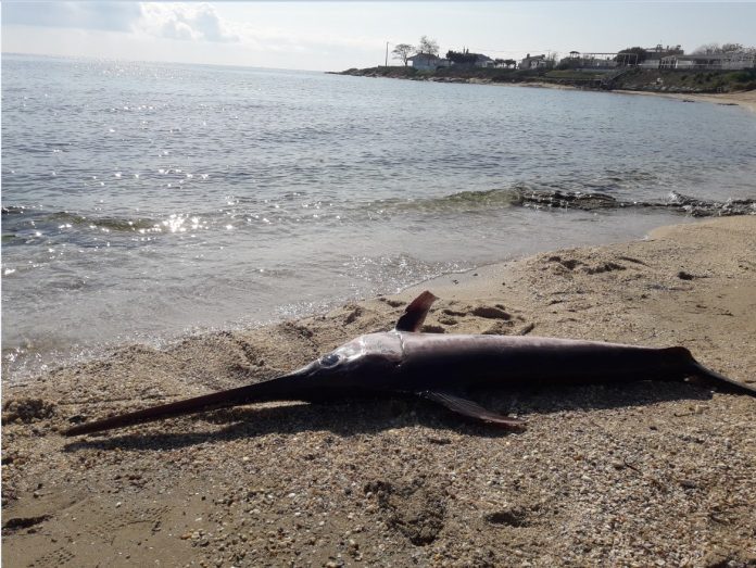 Ξάνθη: Νεκρός ξιφίας στην παραλία του Πόρτο Μόλο