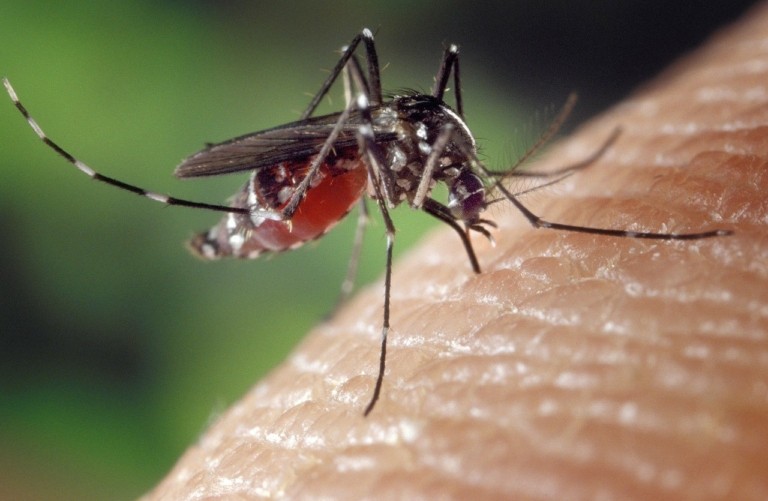 Ιός του Δυτικού Νείλου: Άρχισε πάλι ο φόβος των κουνουπιών- Πώς να προφυλαχθείτε