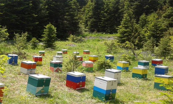Διαμαρτυρία του Μελισσοκομικού Συλλόγου Ροδόπης που μένει έξω από τις ενισχύσεις των πληγέντων του κλάδου- Προετοιμασία για κινητοποιήσεις