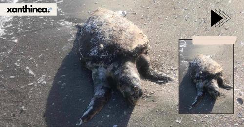Νεκρή χελώνα εντοπίστηκε σε παραλία του Δήμου Αβδήρων