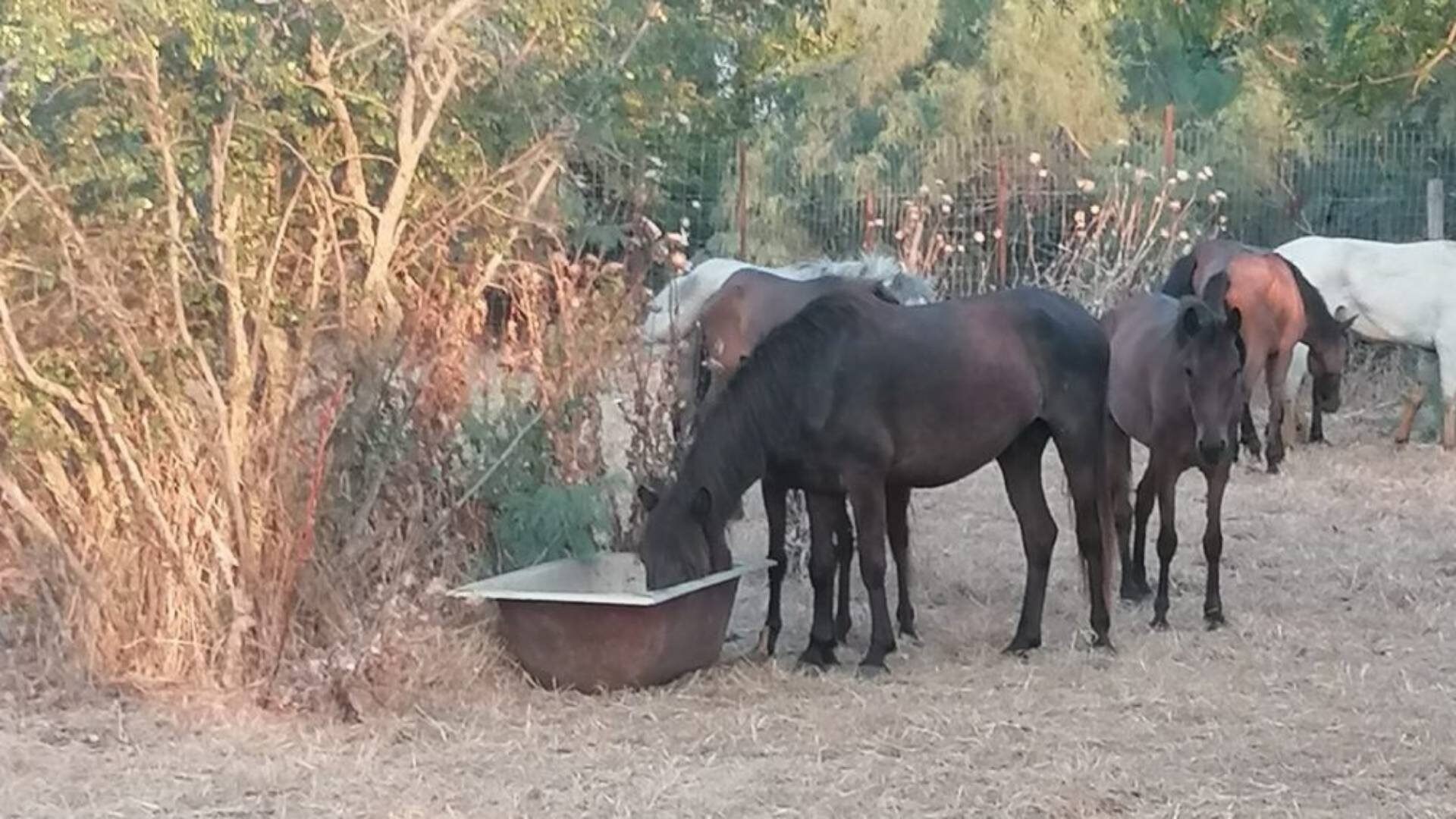 Παρέμβαση Βουλευτών της ΝΕΑΣ ΑΡΙΣΤΕΡΑΣ για τα διασωθούν τα άγρια άλογα  στο Δέλτα του Έβρου