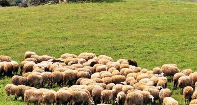 Πανώλη αιγοπροβάτων: Οι κτηνίατροι του ΟΠΕΚΕΠΕ στην πρώτη γραμμή