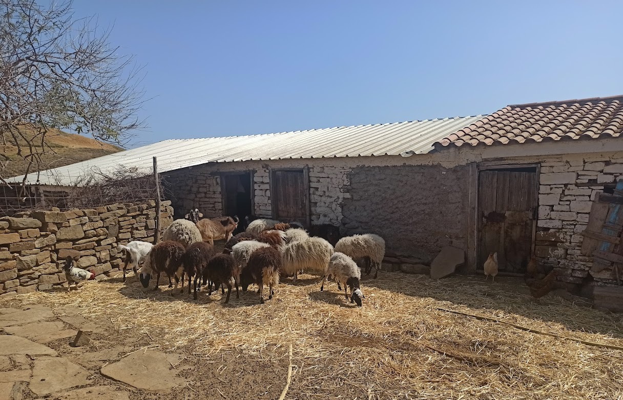 Οικοτεχνικά Τυροκομεία στη Λήμνο: Υποστήριξη κτηνοτρόφων στις παραδοσιακές μάντρες του νησιού