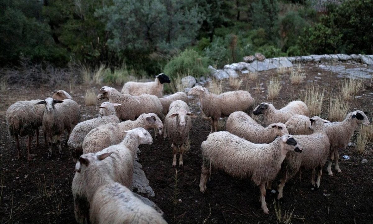 Θετικό κρούσμα πανώλης σε κτηνοτροφική μονάδα στο Μέγα Πιστό Ροδόπης