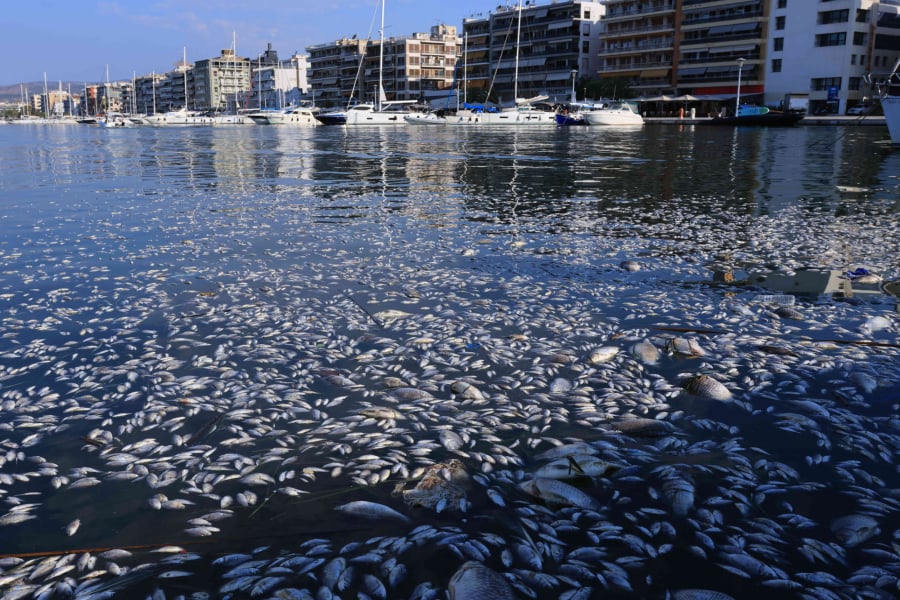 Βόλος: Σοκάρουν οι εικόνες με τα χιλιάδες νεκρά ψάρια