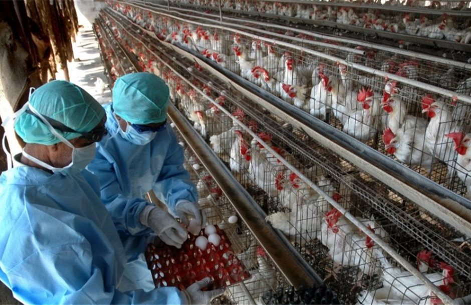 Γρίπη των πτηνών: Θα φέρει ο H5N1 την επόμενη πανδημία;- Στενεύει ο κλοιός γύρω από τον άνθρωπο