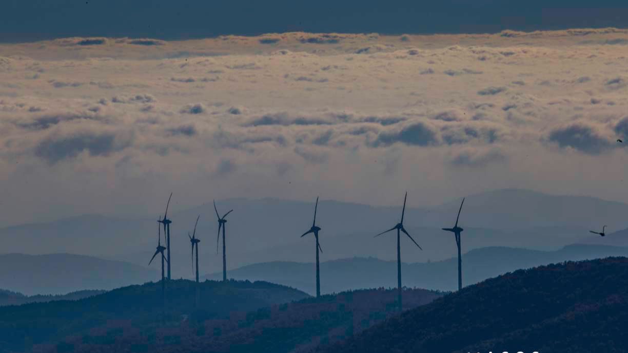 Η Θράκη κινδυνεύει να χάσει δύο εμβληματικά είδη, τον  Μαυρόγυπα και το Όρνιο, λόγω… ανεμογεννητριών!