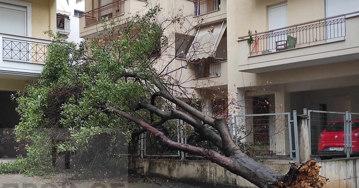 H χθεσινή κακοκαιρία έριξε δένδρα στην Δράμα