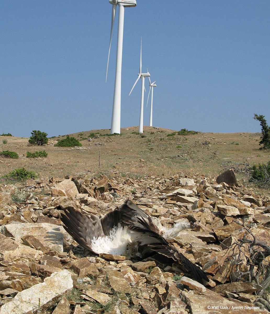 Επετειακές φυτεύσεις… ανεμογεννητριών στους κρίσιμους βιότοπους του Μαυρόγυπα! Αποκεντρωμένη Διοίκηση και ΥΠΕΝ συνεχίζουν την καταστροφική πολιτική στη Θράκη