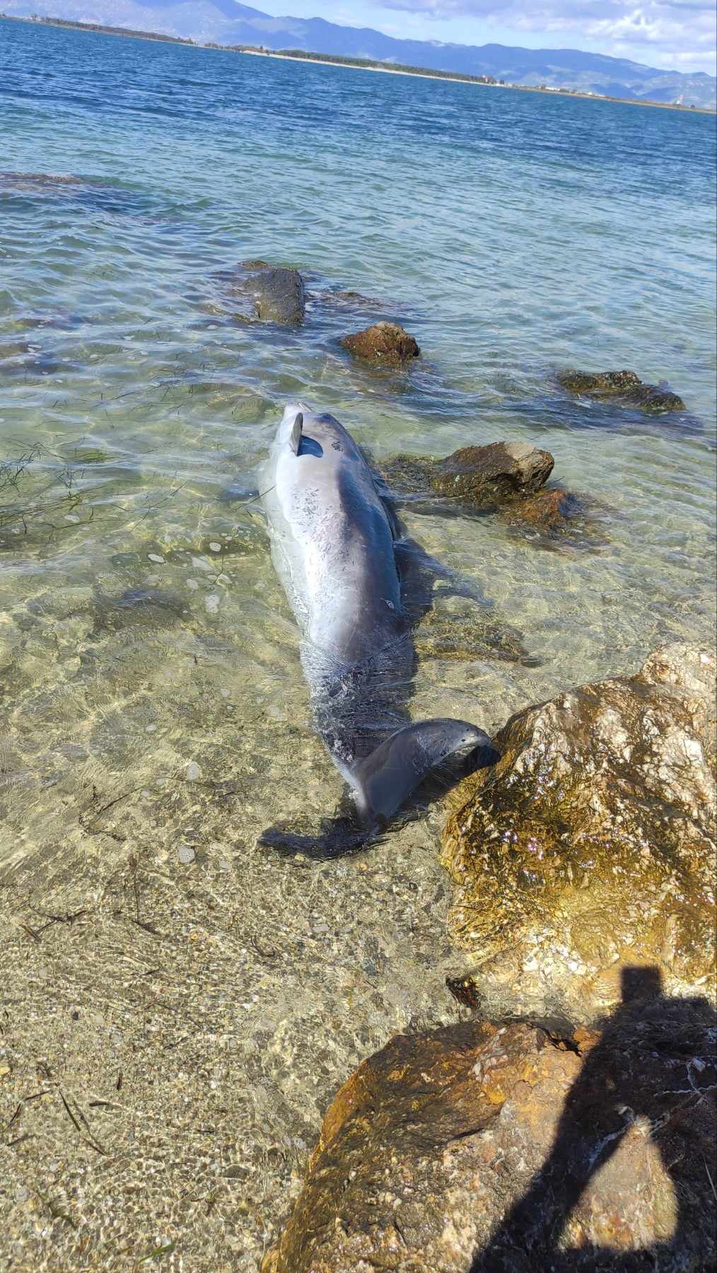 Νεκρό δελφίνι ξεβράστηκε σε παραλία στο Φανάρι Ροδόπης