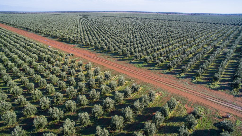 «Γεωργία με Ευφυία» και για τους ελαιοπαραγωγούς